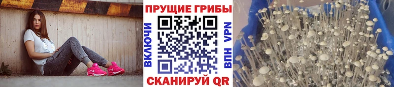 Галлюциногенные грибы Psilocybine cubensis  Купить закладки  Дно 